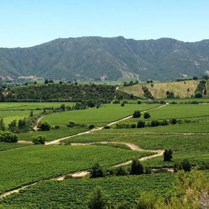 Panorámica de un terreno rural productivo con viñedos, valorizado por los expertos en tasación de Gestión inversión.
