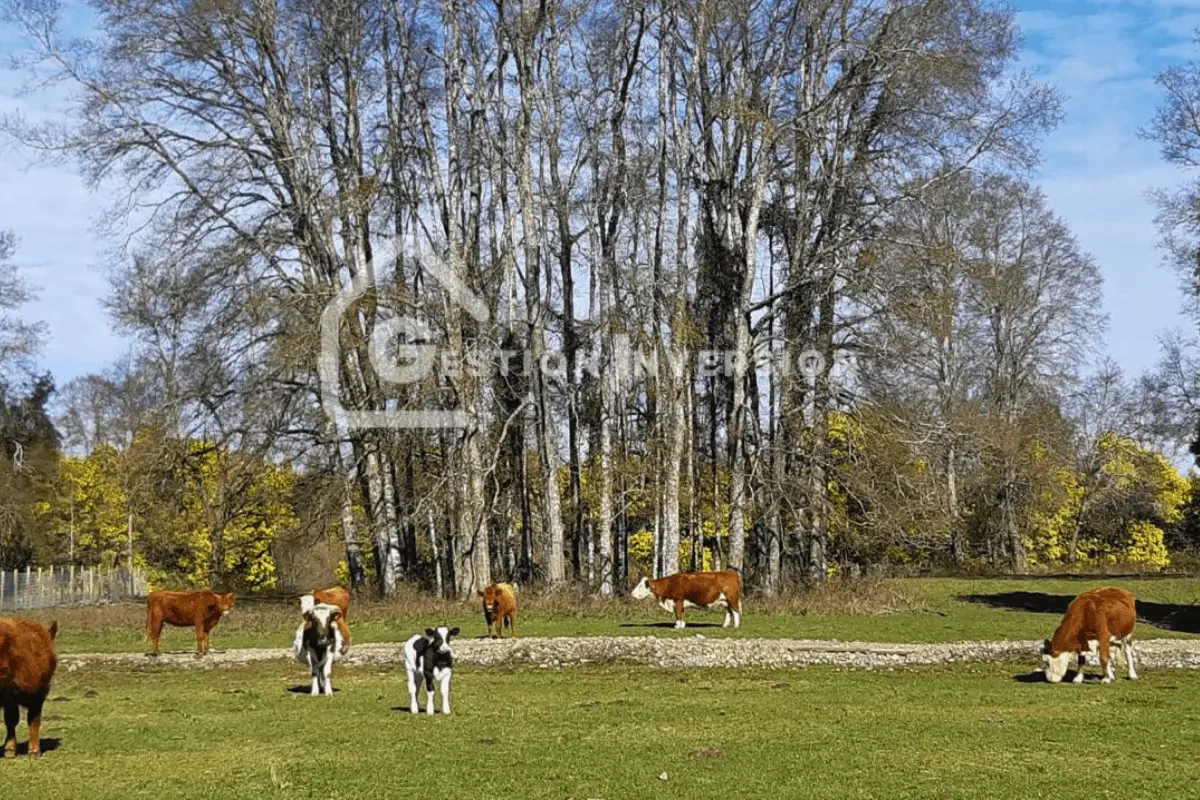 Una parcela productiva en la región de Valdivia, con ganado pastando en un campo verde, una oportunidad de inversión en el campo sureño con Gestión inversión.